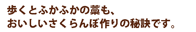 歩くとふかふかの藁も、おいしいさくらんぼ作りの秘訣