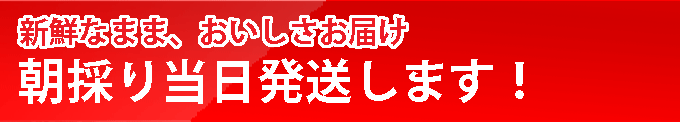 朝採り当日発送でお届け