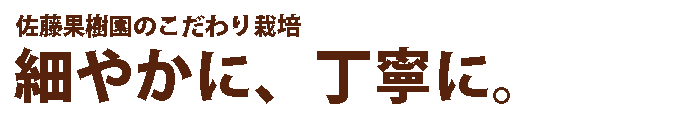 細やかに丁寧にさくらんぼを育てます