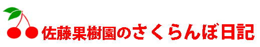 佐藤果樹園のさくらんぼ日記