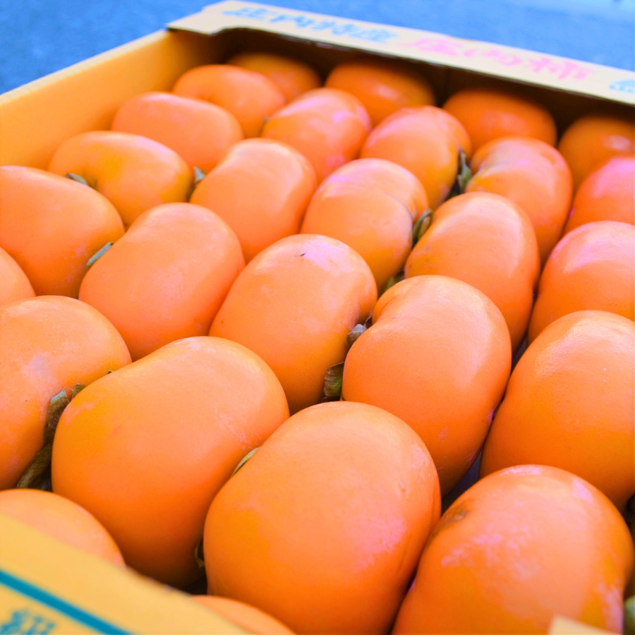 庄内柿5kg