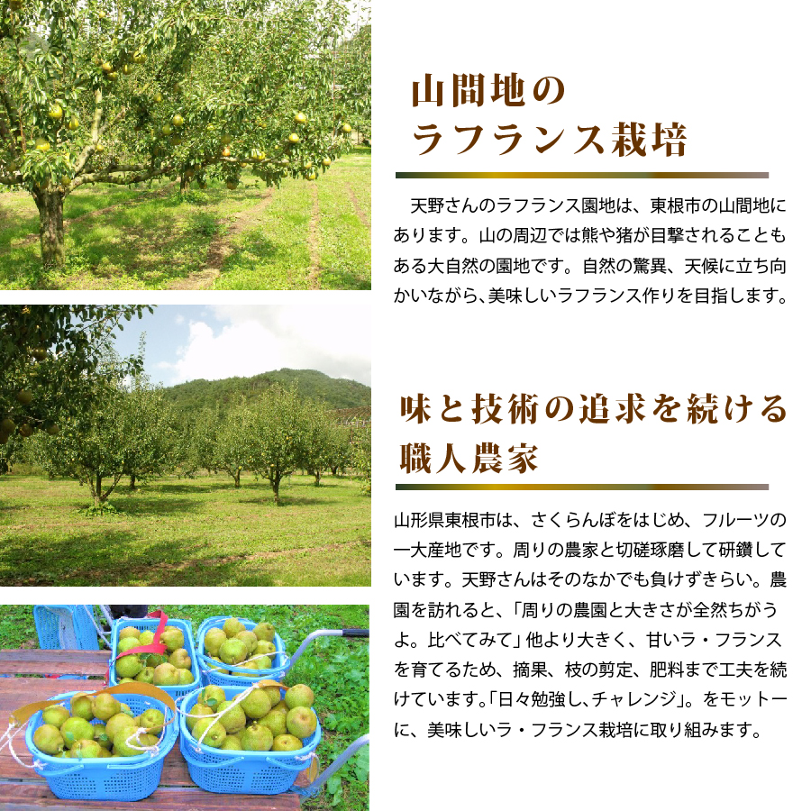山間地のラフランス栽培