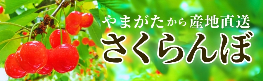 さくらんぼ最盛期
