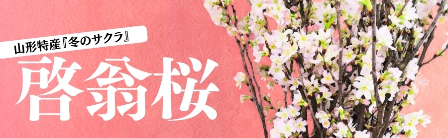 啓翁桜