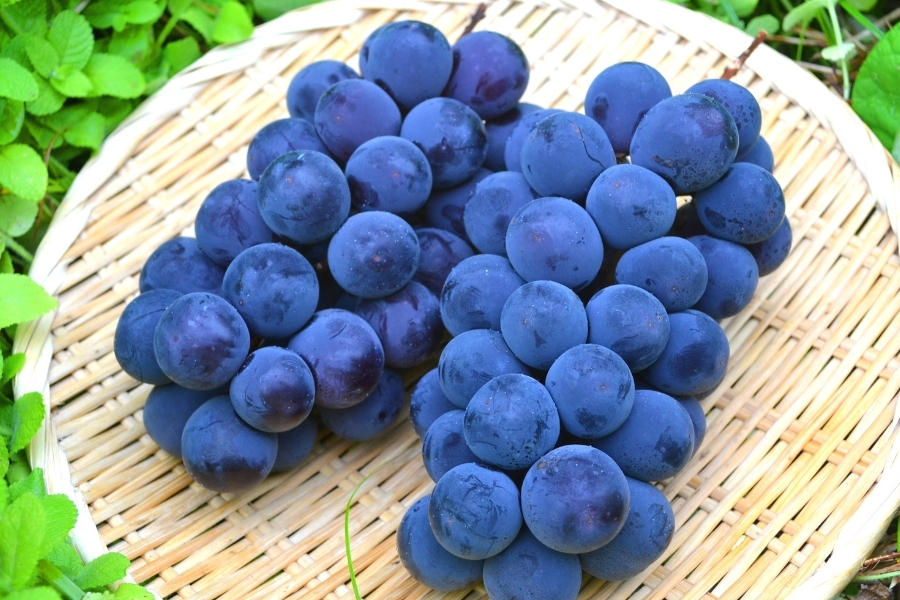 予約-山形県産シャインマスカット2房（約1.4kg) やまがた朝日屋