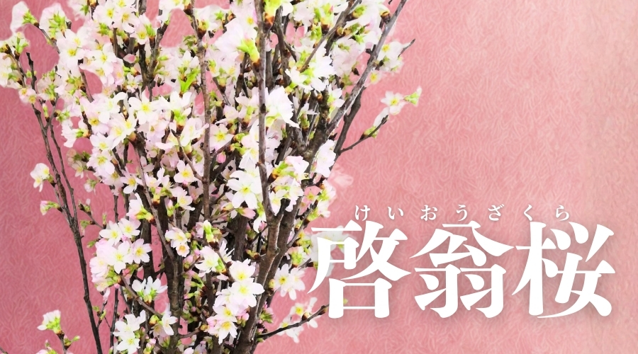 啓翁桜
