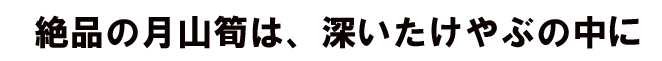 絶品の月山筍は深い竹やぶのなかに