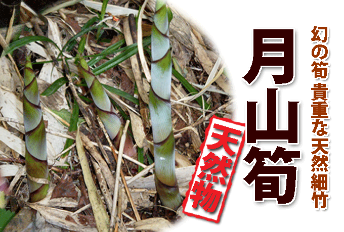 天然ものの月山筍