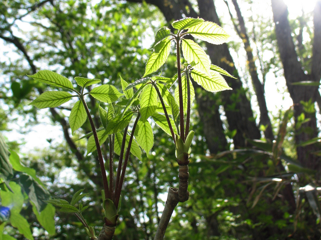 こしあぶらの木