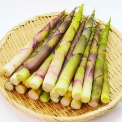 月山筍