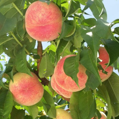 山形の桃