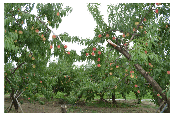 ゆうぞら桃の木